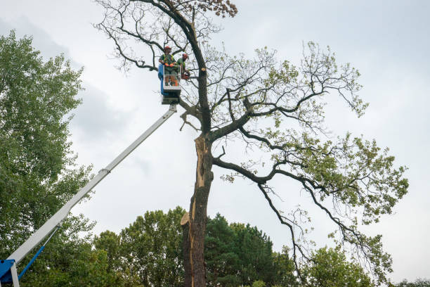 Best Storm Damage Tree Cleanup  in Box Elder, SD